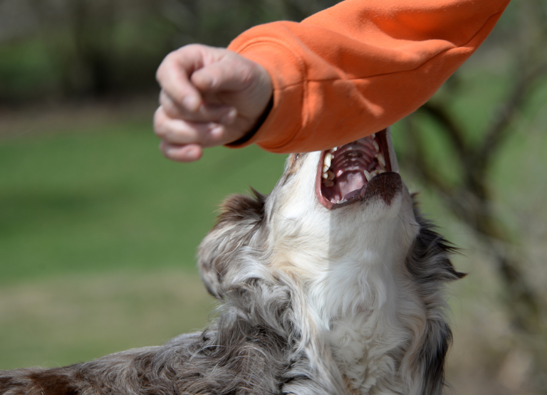 Hundephobie die Angst vor Hunden Hypnosepraxis Petra Hertkorn Darmstadt